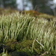 Bighorn Lichen thumbnail 2