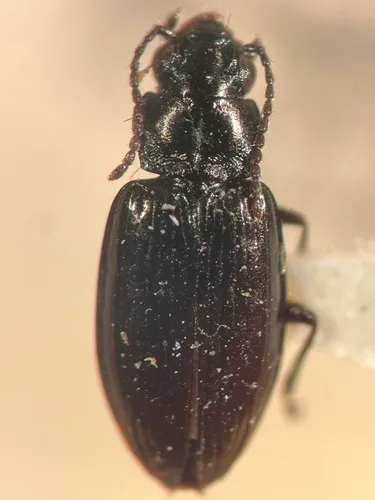 Bembidion complanulum