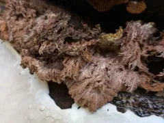 Sporophagomyces chrysostomus thumbnail 4