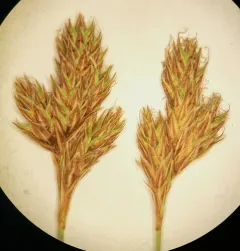 Dunhead Sedge thumbnail 4