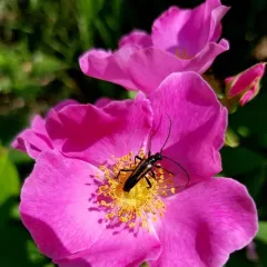 Strangalepta Flower Longhorn Beetle thumbnail 3