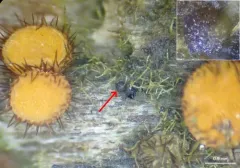 Steinia geophana thumbnail 1