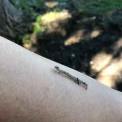 Sweetheart Underwing thumbnail 2