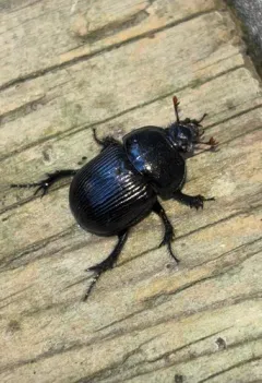 Blackburn's Earth-boring Beetle thumbnail 2