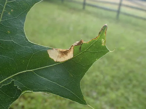 Eriocraniella platyptera