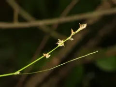 Weak Stellate Sedge thumbnail 1