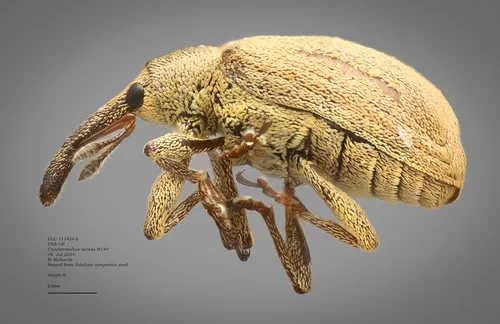Anthonomus melancholicus