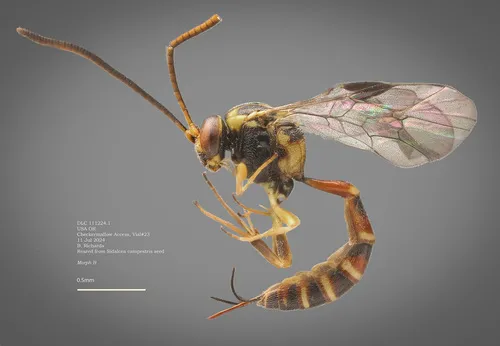 Brachycyrtus ornatus