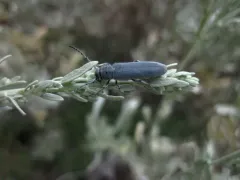 Mecas bicallosa thumbnail 2