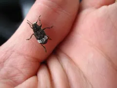 Eurymycter fasciatus thumbnail 2