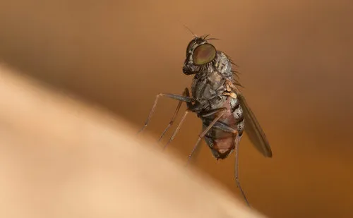 Medetera vittata