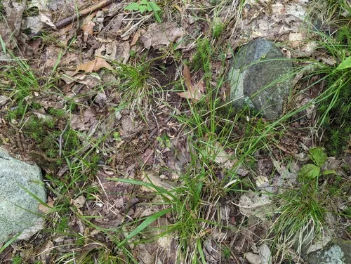 Reflexed Sedge