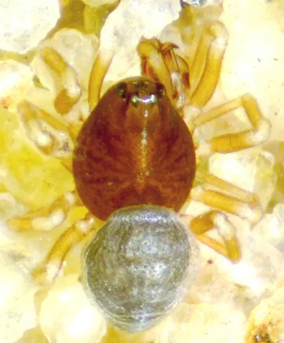 Cnephalocotes obscurus