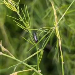 Common Asparagus Beetle thumbnail 4
