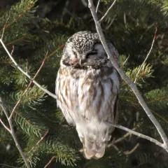 Boreal Owl thumbnail 2