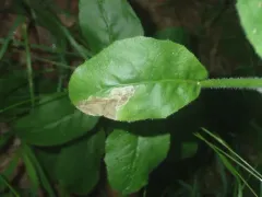 Calycomyza michiganensis thumbnail 2