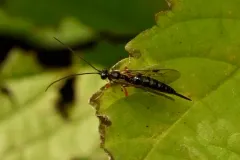Tromatobia ovivora thumbnail 4