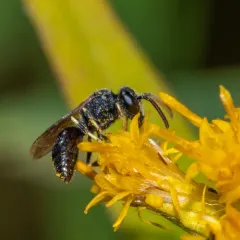 Punctate Masked Bee thumbnail 3
