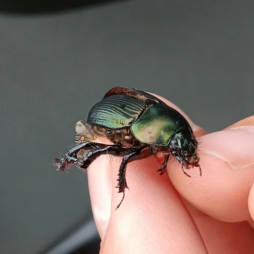 Semi-opaque Earth-boring Scarab Beetle