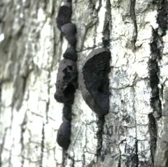 Daldinia childiae thumbnail 5