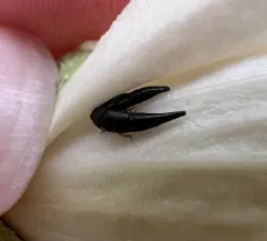Conotelus obscurus thumbnail 3