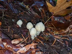 Inocybe kauffmanii thumbnail 2