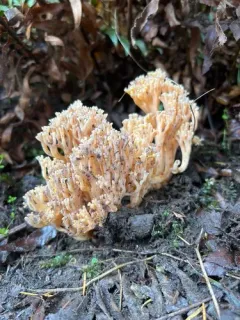 Ramaria rubribrunnescens thumbnail 2