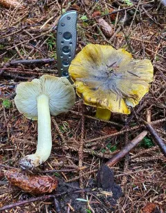 Tricholoma atrofibrillosum thumbnail 4
