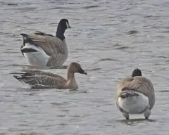 Tundra Bean Goose thumbnail 3
