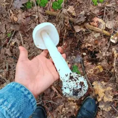 Amanita amerivirosa thumbnail 1