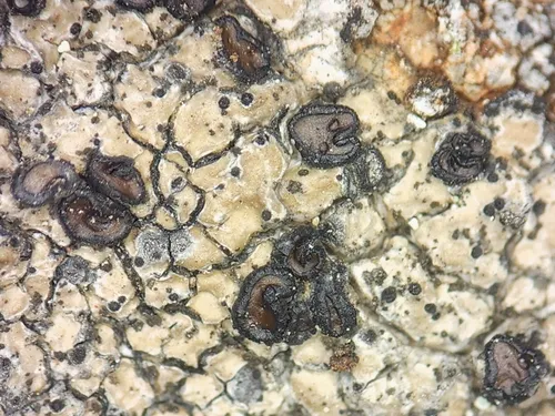 Acarospora scottii