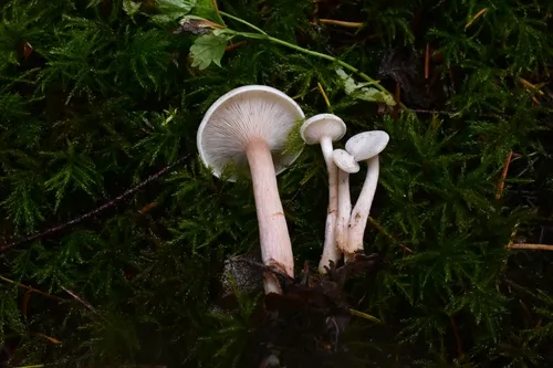 Lepista densifolia
