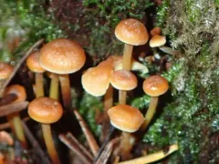 Xeromphalina campanelloides thumbnail 3