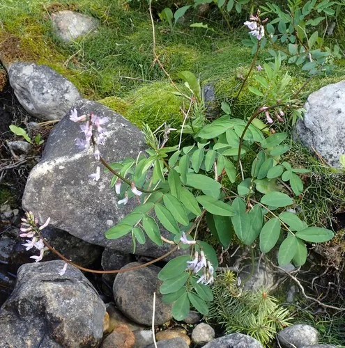 Robbins' Milkvetch
