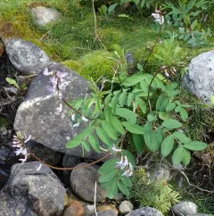 Robbins' Milkvetch thumbnail 1