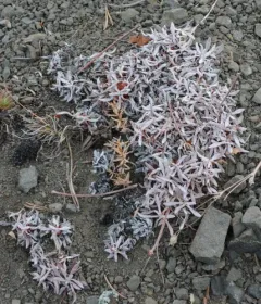 Rock-jasmine Buckwheat thumbnail 3