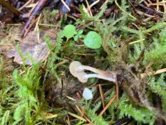 Galerina arenicola thumbnail 2