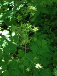 Fendler's Meadow-rue thumbnail 1