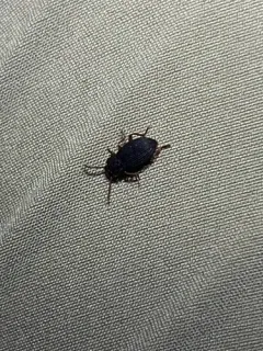Eulabis bicarinata thumbnail 1