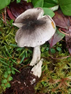Tricholoma atrodiscus thumbnail 4
