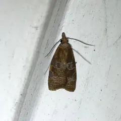 Spring Dead-leaf Roller Moth thumbnail 4