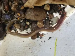 Northern Brook Lamprey thumbnail 4