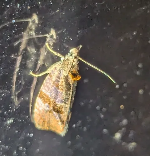 Spirea Leaftier Moth