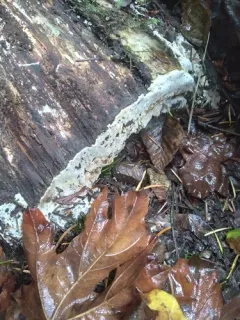 Xylodon raduloides thumbnail 2