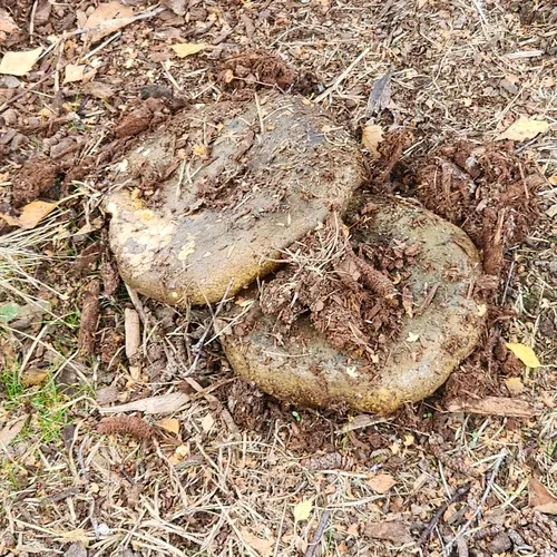 Ugly Milkcap