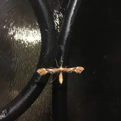 Rose Plume Moth thumbnail 4