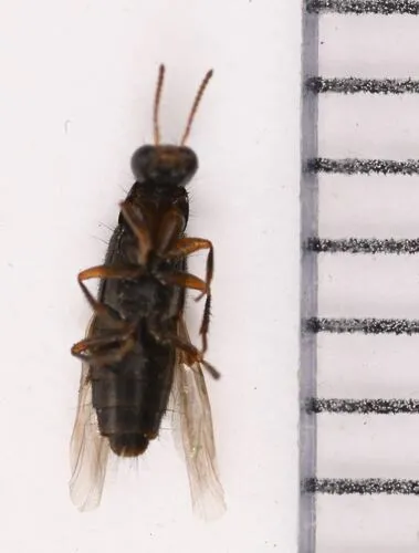 Iratiquedius seriatus