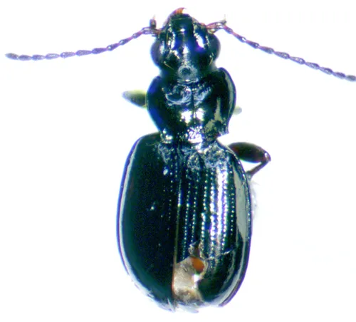 Bembidion morulum