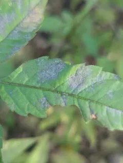 Podosphaera bidenticola thumbnail 2
