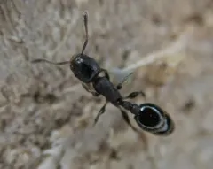 Schaum's Acorn Ant thumbnail 4